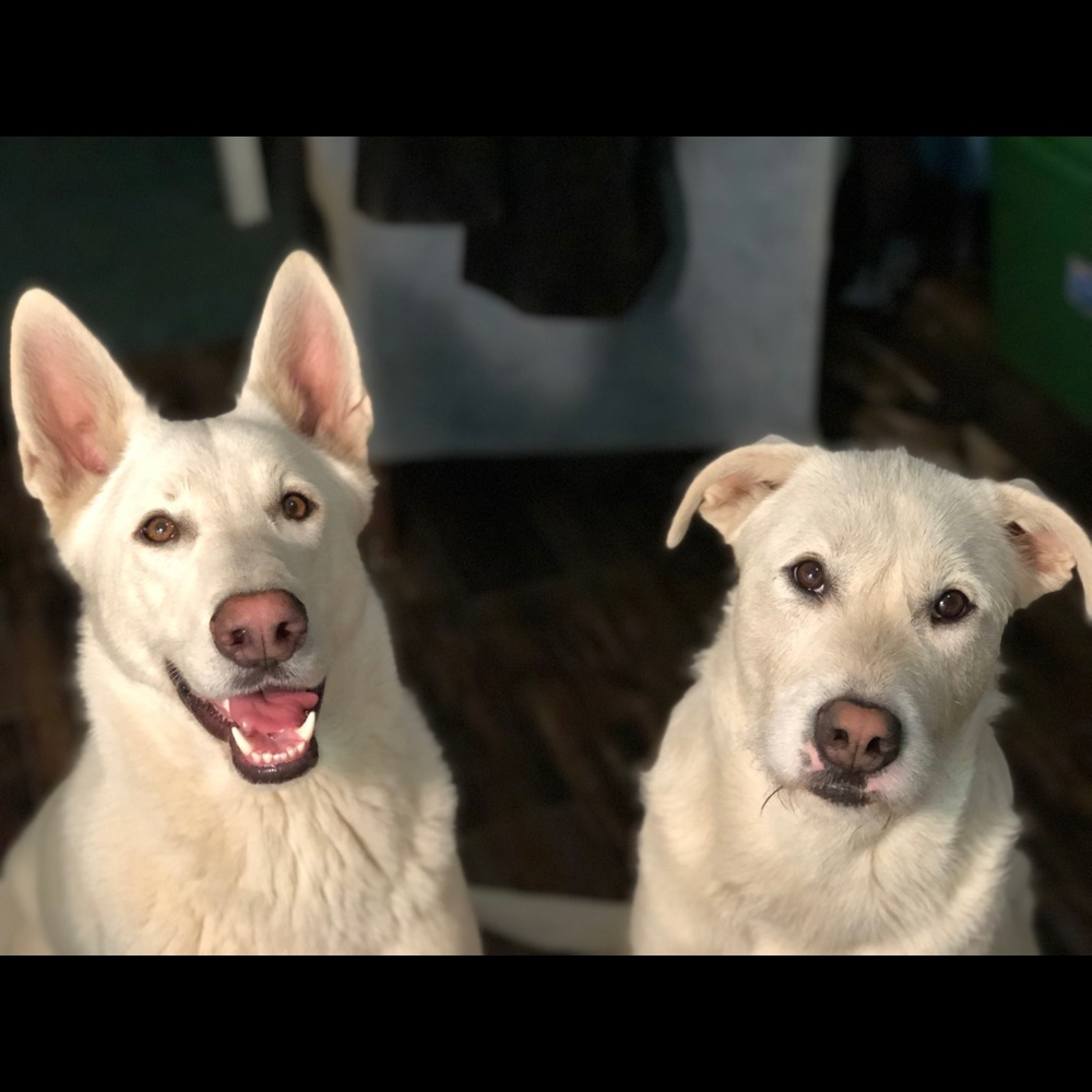 Meet your Posher, Carina